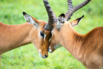 Impala family on a grass landscape in the Kenyan savannah