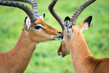 Impala family on a grass landscape in the Kenyan savannah
