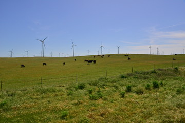 Fototapeta na wymiar Cows in a field with a wind farm in the background.
