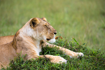 The portrait of a lioness, she lies in the grass in the savannah
