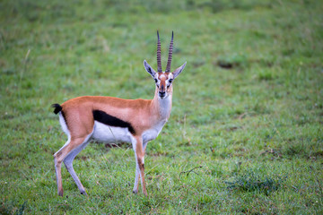 Thomson's Gazelle in the grass landscape of the savannah in Kenya