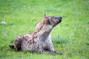A hyena is lying in the grass in the savannah in Kenya