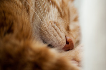 Macrofoto de una gato