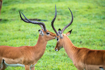 Naklejka na ściany i meble Impala family on a grass landscape in the Kenyan savannah
