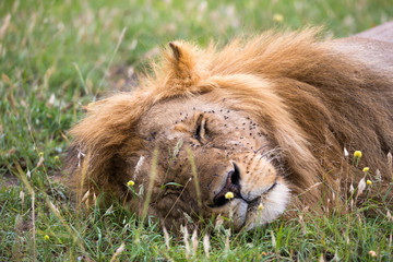 A big lion sleeps in the grass of the Kenyan savannah