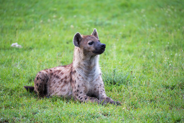 A hyena is lying in the grass in the savannah in Kenya
