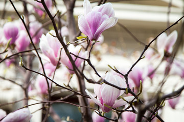 pink flowers magnolia in spring