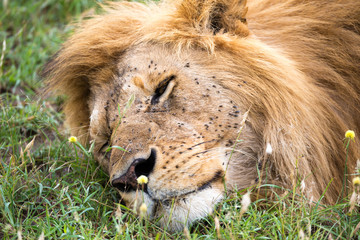 A big lion sleeps in the grass of the Kenyan savannah