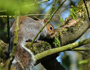 Grey Squirrel hiding high in tree. UK.