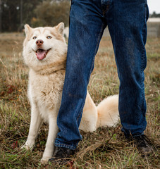 Beautiful red or orange malamute dog next to a shelter worker