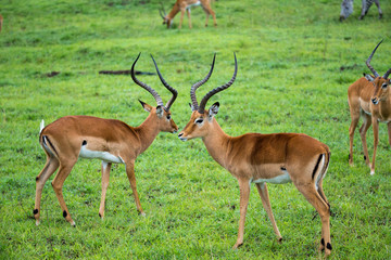 Naklejka na ściany i meble Impala family on a grass landscape in the Kenyan savannah
