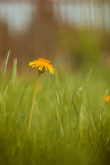 yellow flower in grass