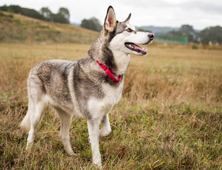 Cute grey and white husky outdoors