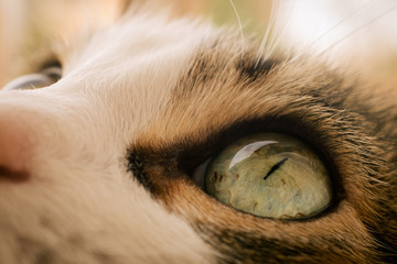 Fotografía macro de la cara de un gato