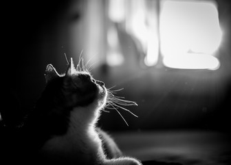Retrato en blanco y negro de un gato a contraluz