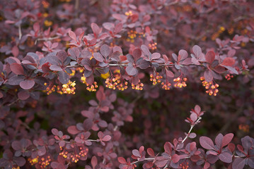 Berberis thunbergii atropurpurea