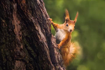 Fotobehang Eekhoorn Schattige jonge rode eekhoorn in een natuurpark in warm ochtendlicht. Heel schattig dier, interessant over zijn omgeving, kleurrijk, ziet er grappig uit. Springen en in bomen klimmen, rennen, eten.