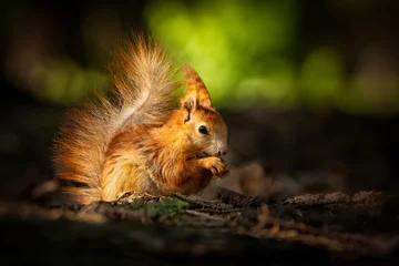 Nettes junges rotes Eichhörnchen in einem Naturpark im warmen Morgenlicht. Sehr süßes Tier, interessant für seine Umgebung, bunt, sieht lustig aus. Auf Bäume springen und klettern, laufen, essen. © janstria