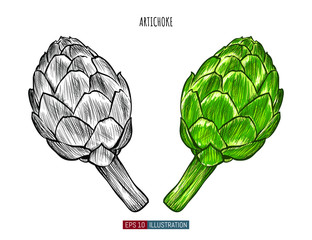 Hand drawn artichoke isolated. Template for your design works. Engraved style vector illustration.