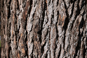 Cedrus deodara bark