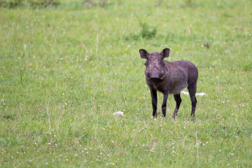 Warthogs are grazing in the savannah of Kenya