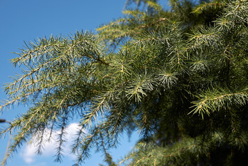 Cedrus deodara