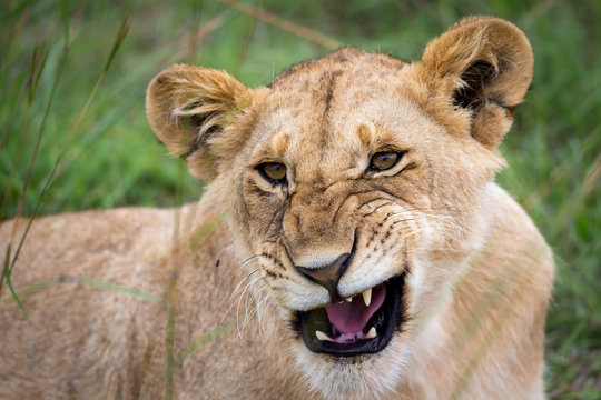 The face of a young lioness in close-up