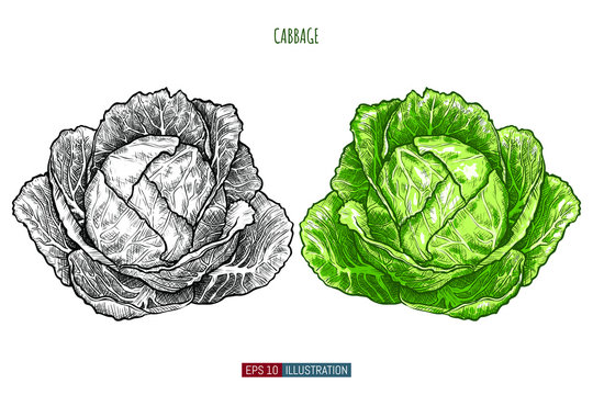 Hand drawn cabbage isolated. Template for your design works. Engraved style vector illustration.