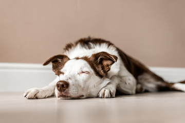 Border Collie dog laying down indoors with eyes closed