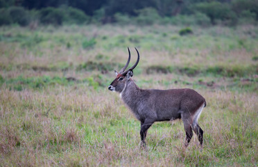 A waterbuck walks through the grassland of the Kenyan savannah