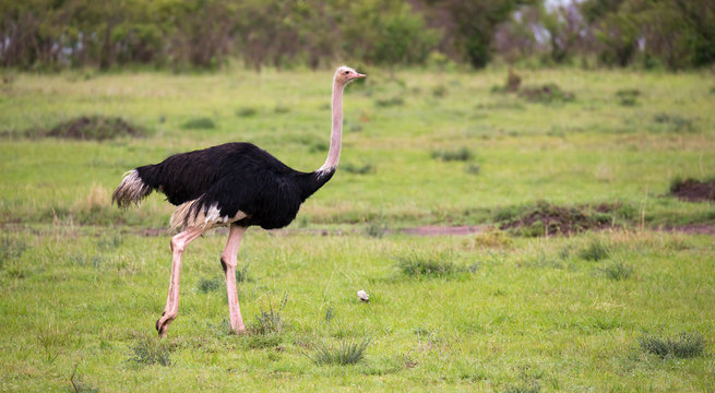 A male Ostrich bird runs through the grass landscape from the savannah in Kenya