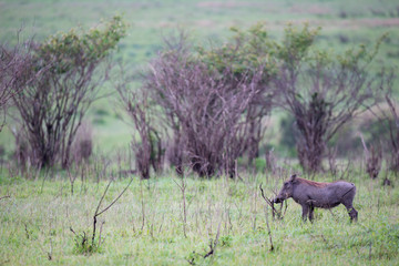 Warthogs are grazing in the savannah of Kenya