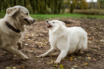 Samoyed and golden retriever dog playing outdoors, the samoyed dog with its teeth bared