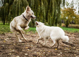Obraz na płótnie Canvas Samoyed and golden retriever dog playing outdoors, the samoyed dog with its teeth bared