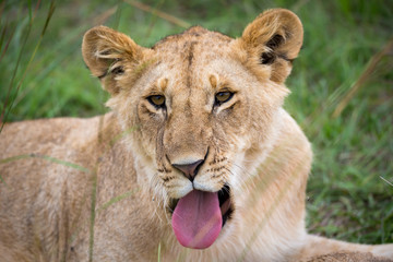 The face of a young lioness in close-up