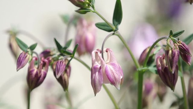 Tender pink aquilegia bells flowers on the sunny weather. Beautiful spring or summer background. Slow motion video.