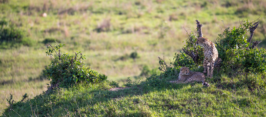 A cheetah mother with two children in the Kenyan savannah