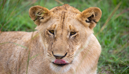 Fototapeta na wymiar The face of a young lioness in close-up