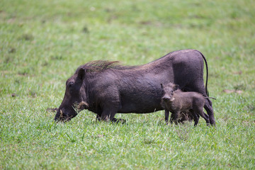 Warthogs are grazing in the savannah of Kenya