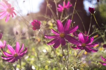 Fototapeta premium Summer story with beautiful pink flowers like daisies growing under the sun