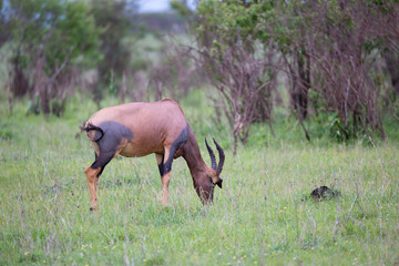 A Topi couple in the Kenyan savanna