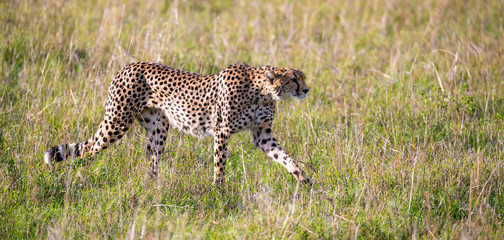 A cheetah walks between grass and bushes in the savannah of Kenya
