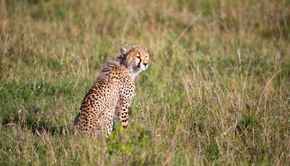 A cheetah sits in the grass landscape of the savanna of Kenya