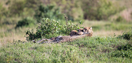 A cheetah mother with two children in the Kenyan savannah