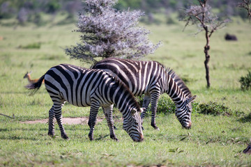 Zebras in the middle of the savannah of Kenya