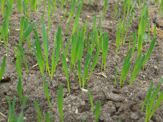 The seedlings are growing from the fertile soil, concept of agriculture.