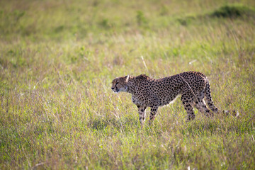 A cheetah walks between grass and bushes in the savannah of Kenya