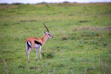 Naklejka na ściany i meble Thomson's Gazelle in the grass landscape of the savannah in Kenya
