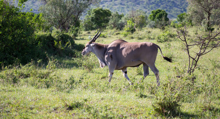 Elands the largest antelope in Kenya's savannah