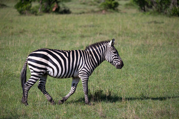 Zebras in the middle of the savannah of Kenya